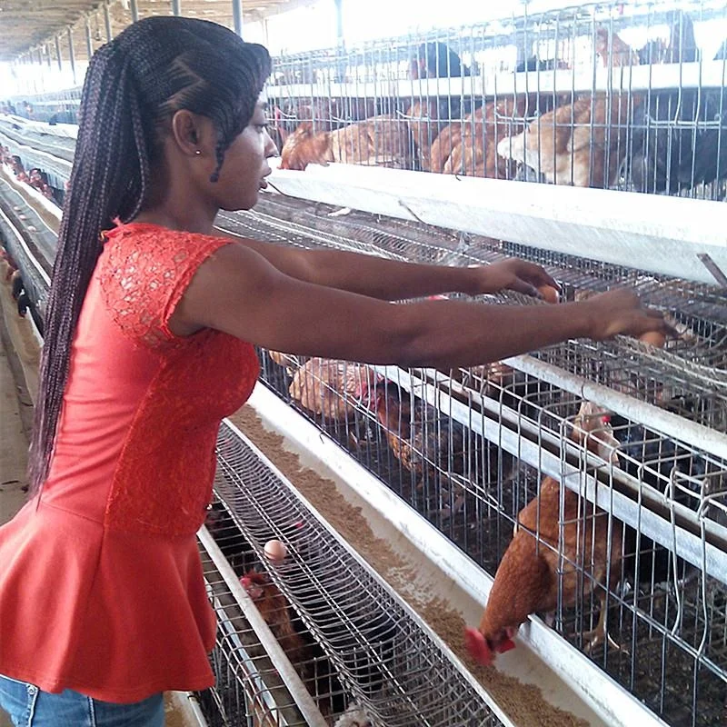 INNAER 2m 5tiers 160birds 40nests chicken layer cage