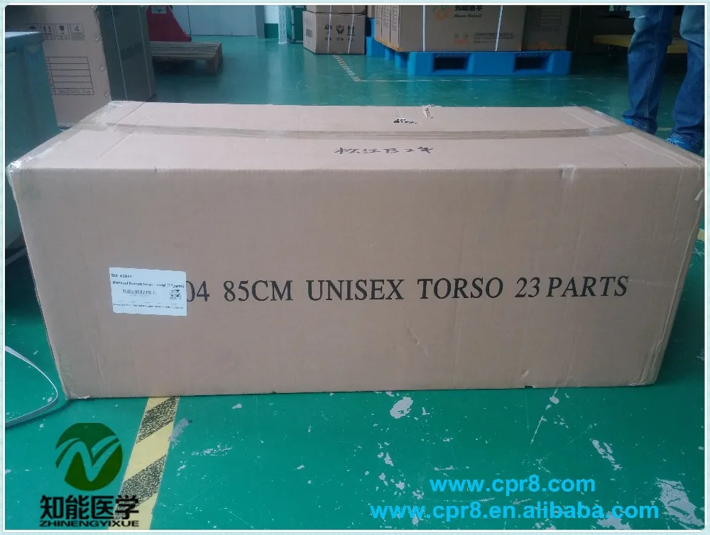 Medical Human Torso Half Body Dissection Teaching Model