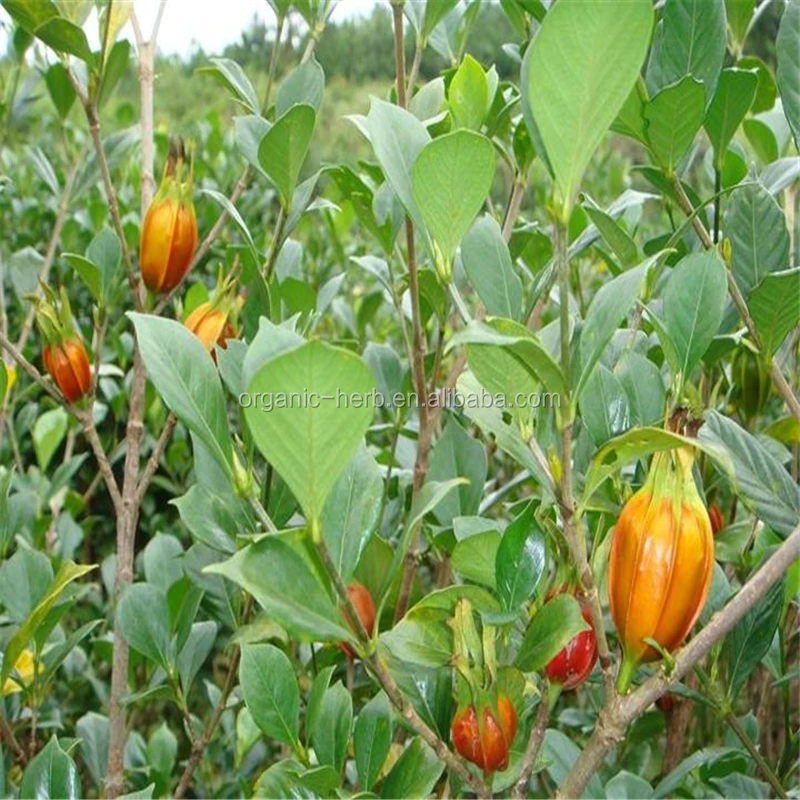 Cape Jasmine Fruit Extract Gardenia Color