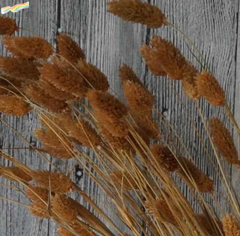 Natural Dried Mini Flower Small Gem Grass for Decoration Phalaris Bundle 20pcs/bag