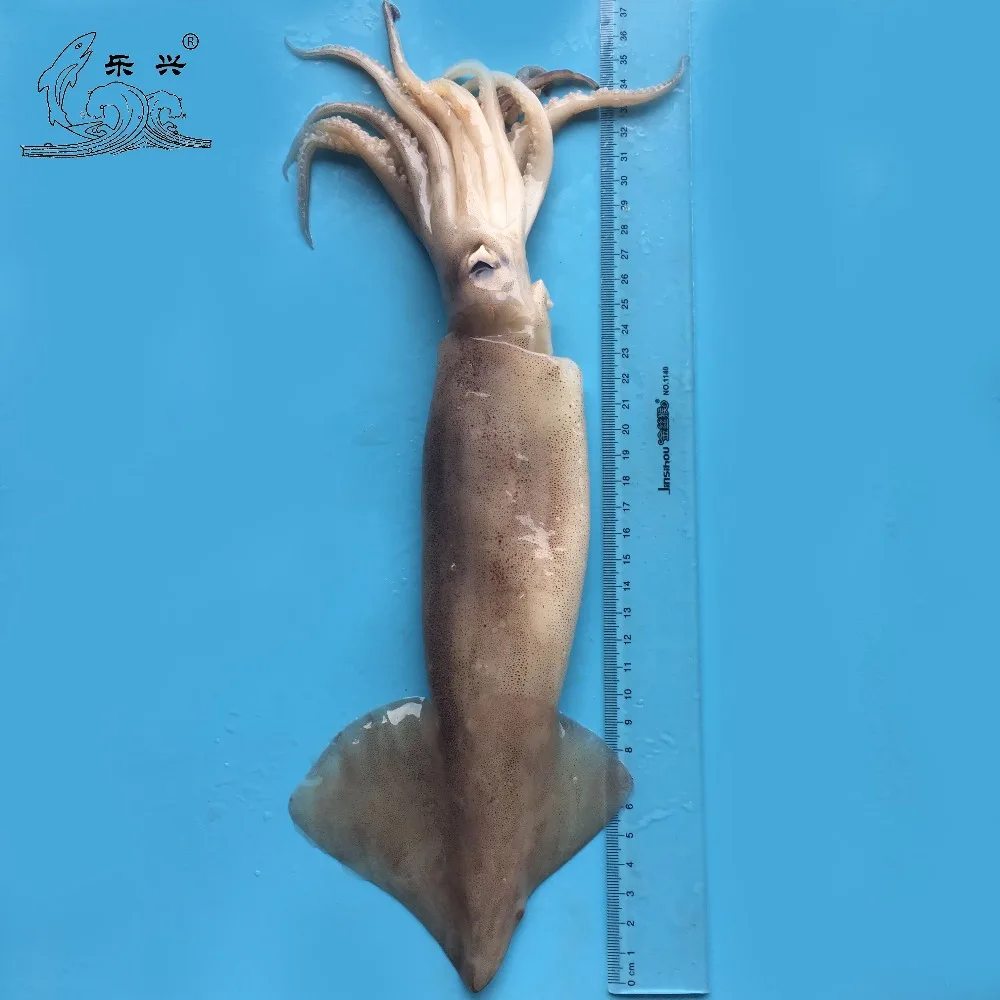 Frozen illex squid IQF