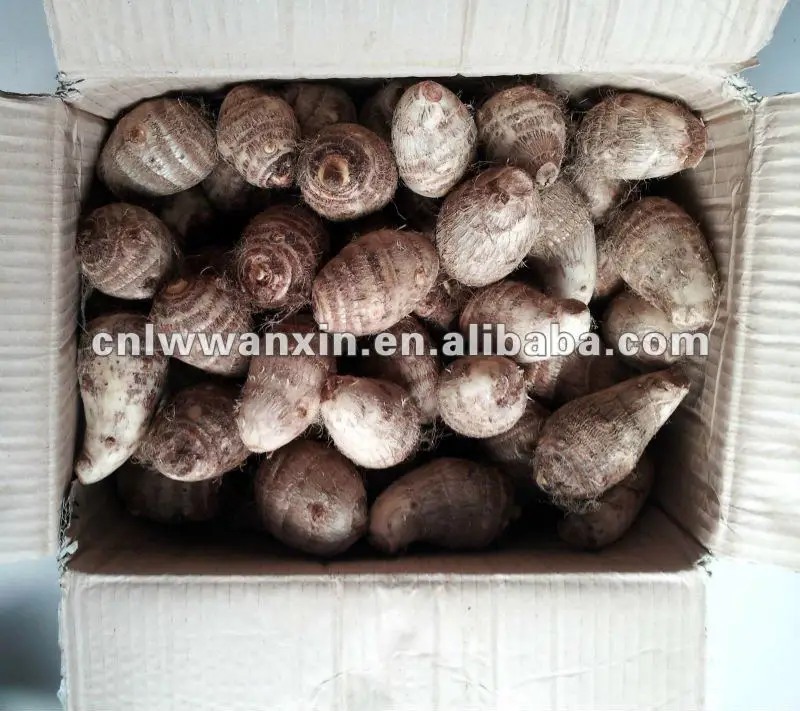 
china fresh taro root 