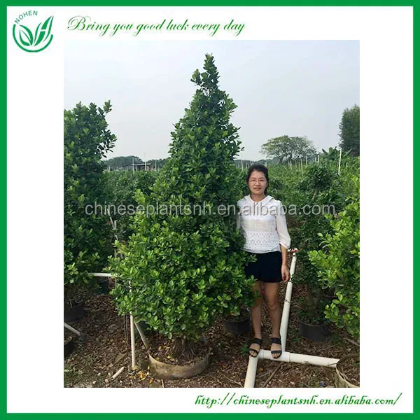 
Wholesale live natural big or large ficus microcarpa tree bonsai plant outdoor indoor landscape bonsai ficus big tree 