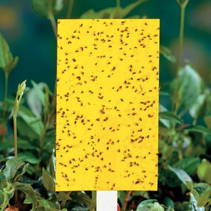 High Cost-effective Yellow PP Sheets Insect Glue Boards Catch Fruit Fly Sticky Bug Traps