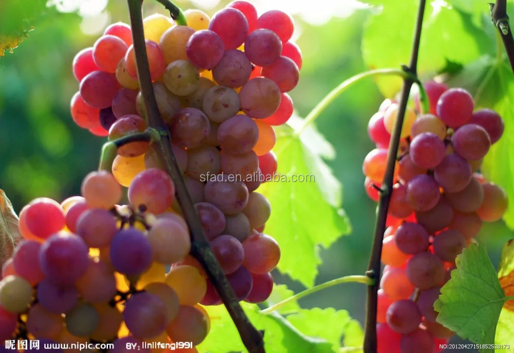 COMPOUND FERTILIZER of specially formula NPK 13-4-43 for tobacco coffee tomato grape citrus and tea