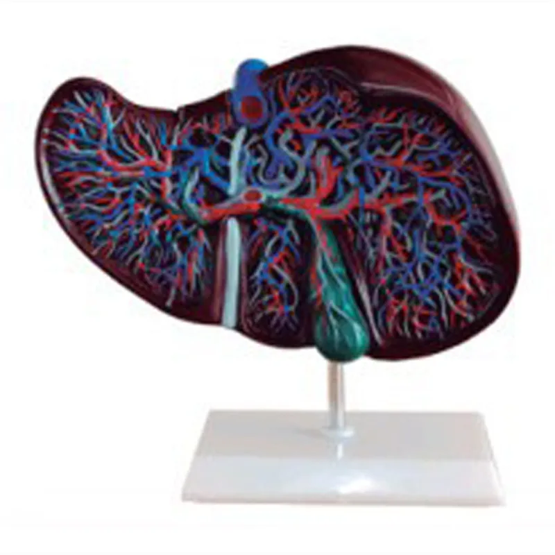 BIX-A1054 PVC human liver anatomical model