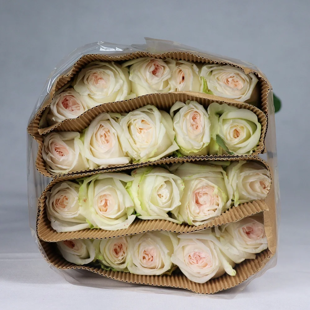 Professional Chinese Flower Supplier Various Color Fresh Cut Roses