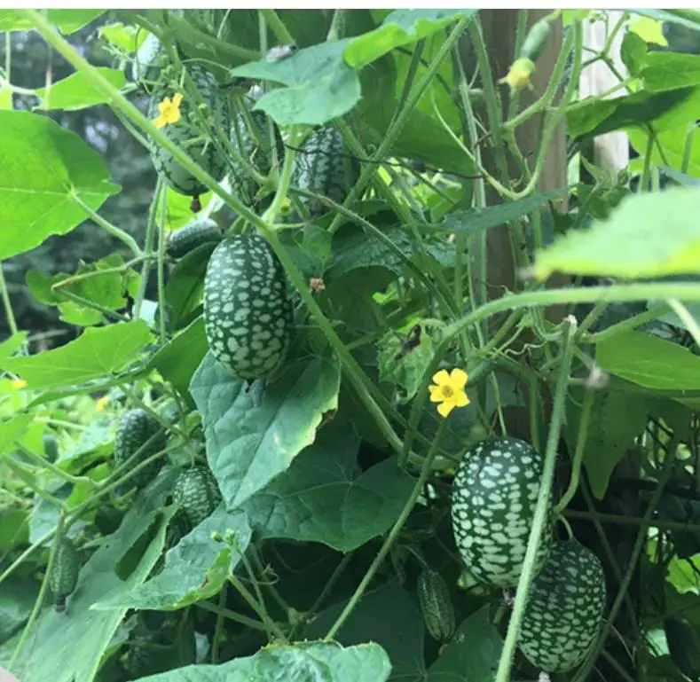 High yeild finger watermelon Mexican miniature watermelon seeds