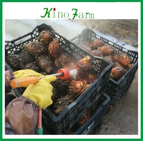  Чистые корень cycas Revolution лампы для