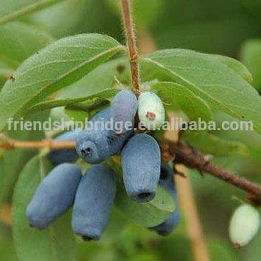 
fruit tree Lonicera caerulea var. edulis plants for exportation 
