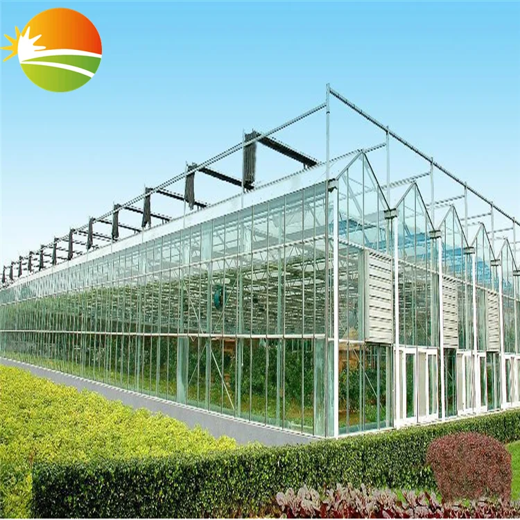 multi span  greenhouse with hydroponic system for tomato plant