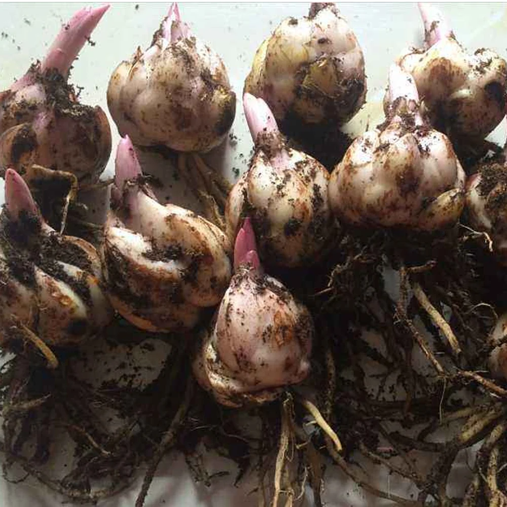 2021 Touchhealthy Supply Export lily bulb for sales in China