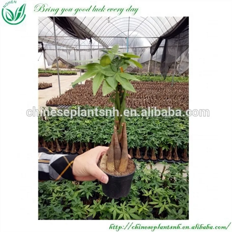 
Денежные деревья Pachira для продажи 