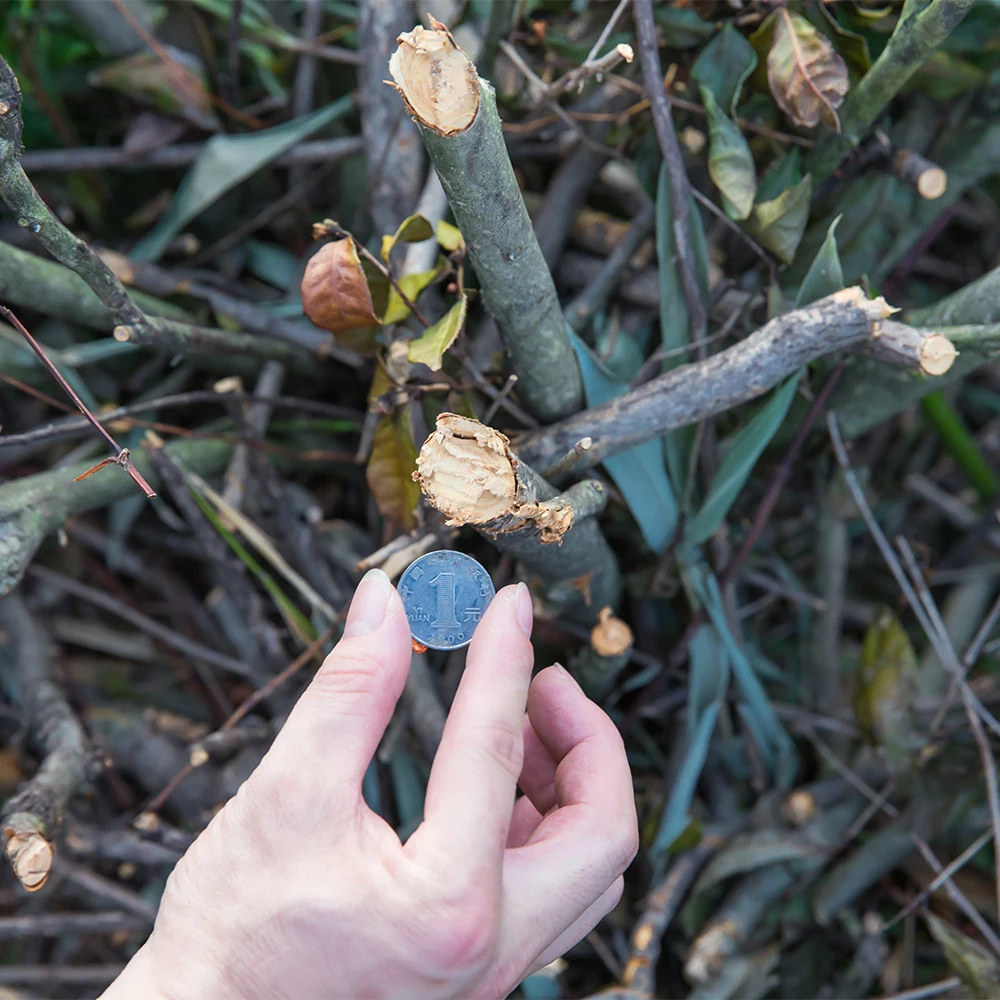 36v Li-ion - Dual Action Electric Cordless Electric Hedge Trimmer Long Handle Pruning Saw Electric Pruning Shears 2350RPM 17.4AH