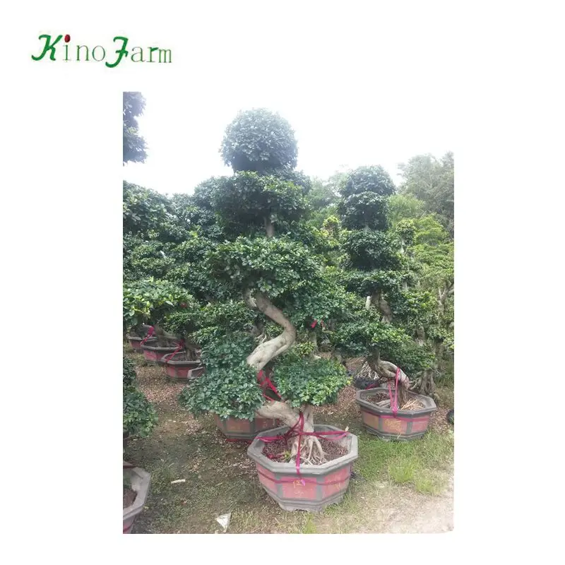 Бонсай Фикус микро карпа