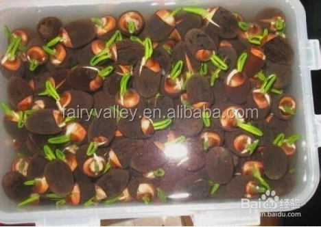 Super High Quality Bowl Lotus Seeds Flower Seeds For Growing