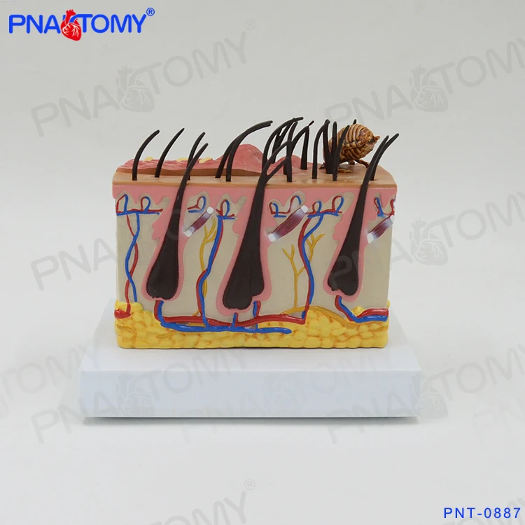 PNT-0887cc Plastic Biological Dog Anatomy (Canine ) Skin Model