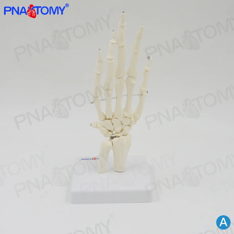 PNT-0108 life size adult human hand bone model skeleton model
