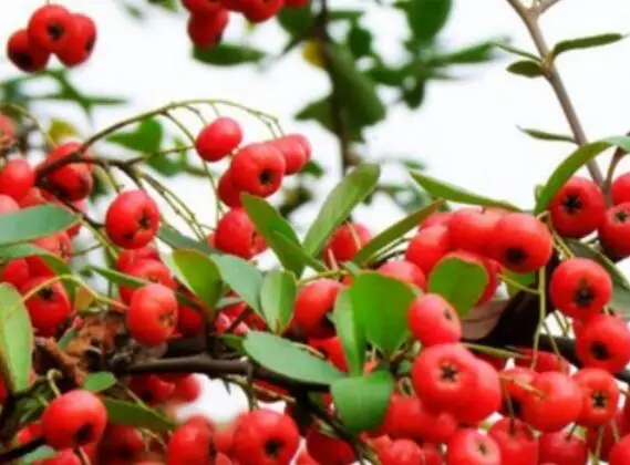 New dried red berries seed Pyracantha fortuneana seeds for home garden