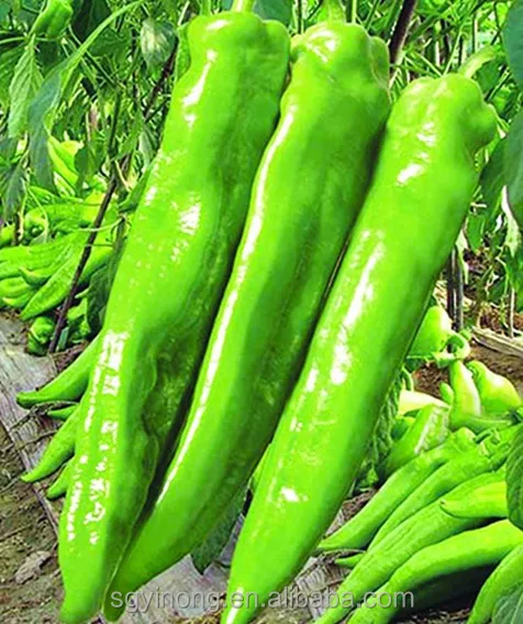 Golden horn F1hybrid chili pepper seeds super high yield medium maturity