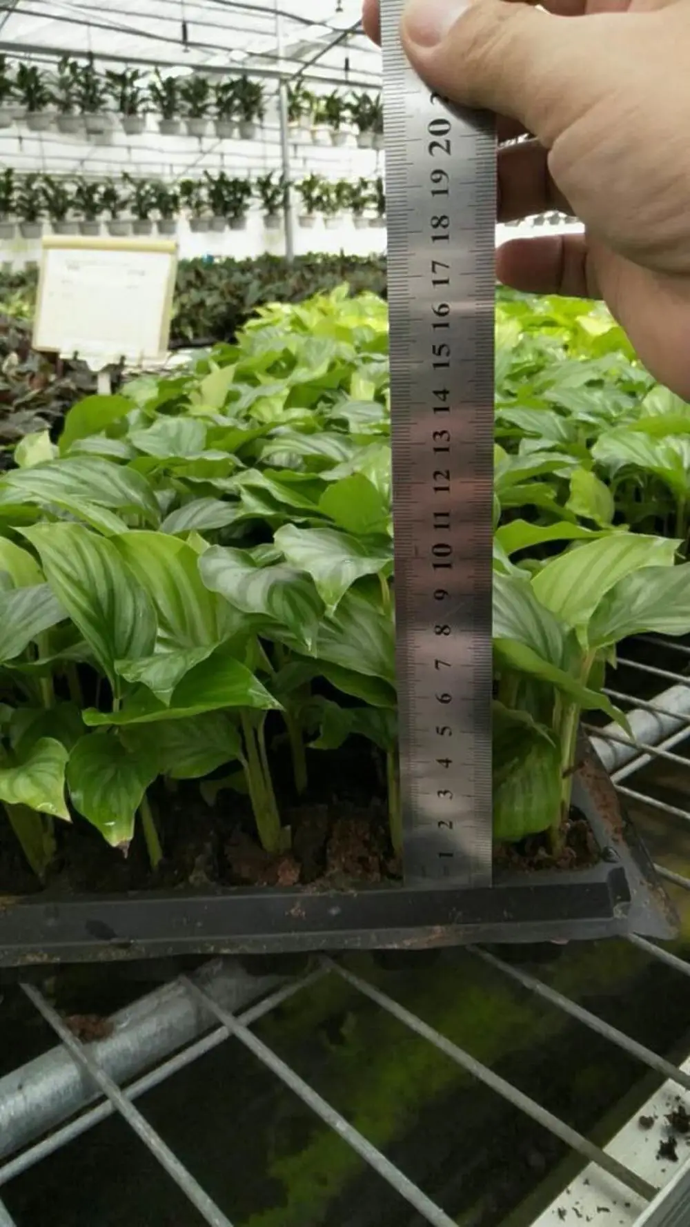  Калатея orbifolia поднос саженцев H8-10cm