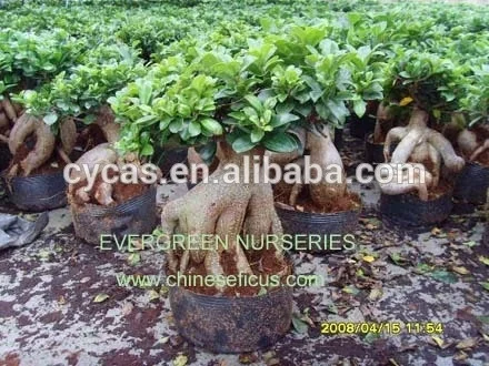 
Ficus ginseng 