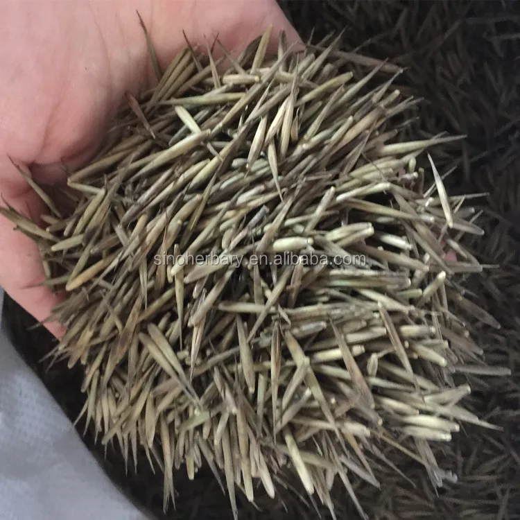 High Germination Plant Seeds, Moso Bamboo Seeds For Sale