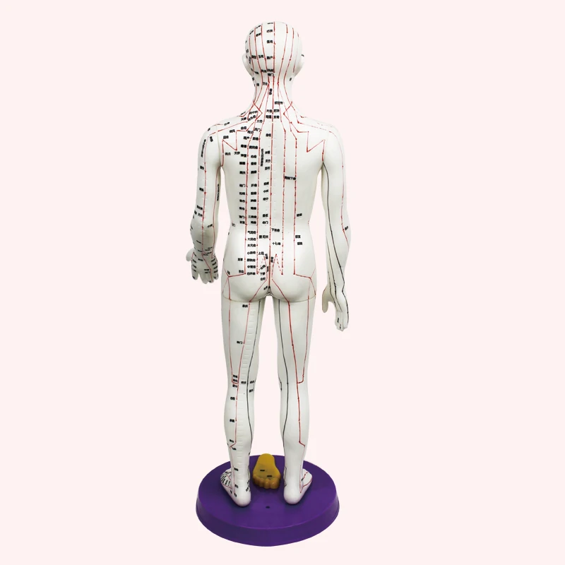 
Ultra clear meridian male and female human body model 