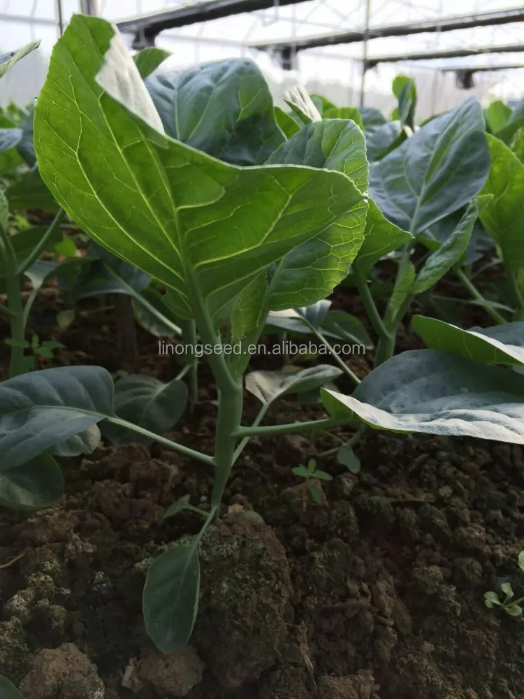 Kailan брокколи семена