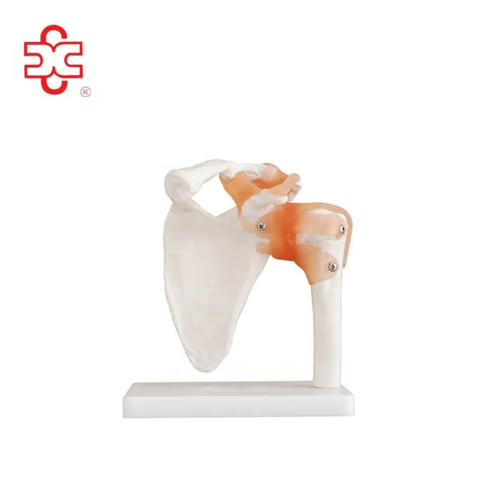 Модель анатомии плечевого сустава, артикулятио хумера или гленобумарального сустава