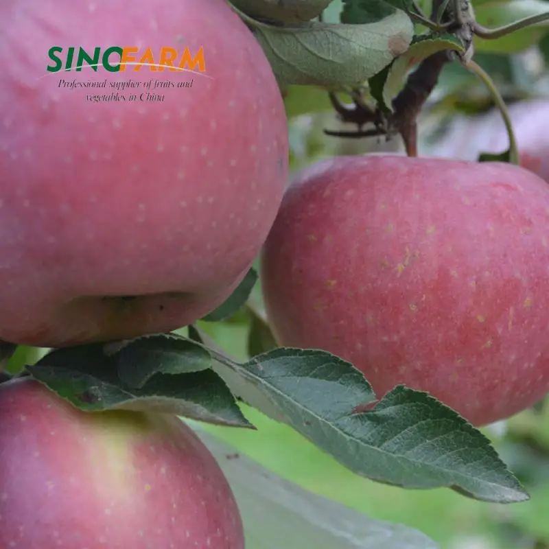 Big Size Grade A Chinese Red Fuji Apples
