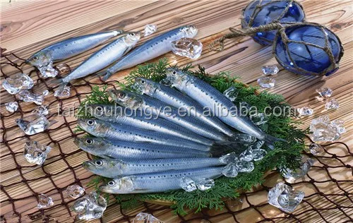 
frozen sardine HGT sardinella longiceps for canning and market 