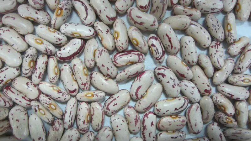 
2021 crop light speckled kidney beans long shape,YiAn origin(792) 