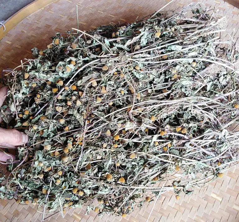 Hotsale china Natural paracress sichuan buttons dried Acmella oleracea plants cuts