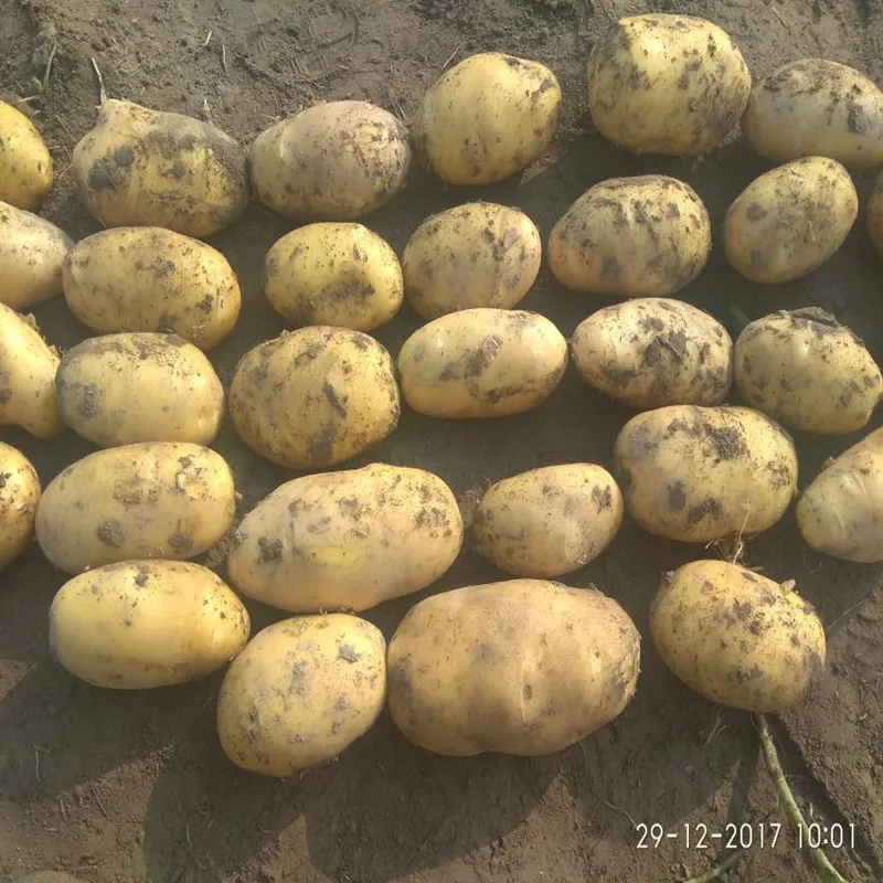 
New crop fresh potato 