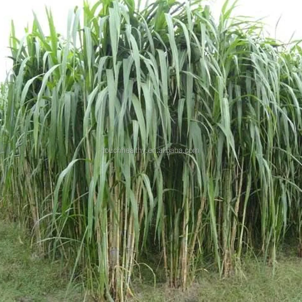 
2021 Sorghum sudanense seeds/sudan grass seeds/forage grass seeds 