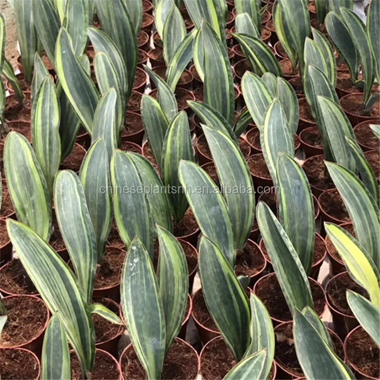  Зеркало с сокровищами Sansevieria Trifasciata Surpeba для