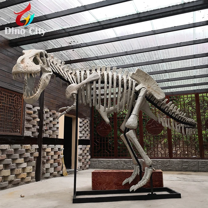 Museum Decorative Dinosaur Fossils Model for Sale