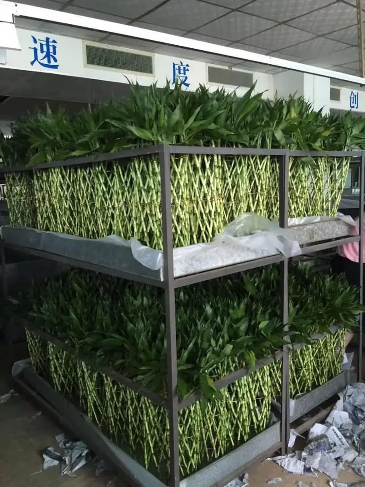 
Fengshui wheel lucky bamboo dracaena sanderiana 