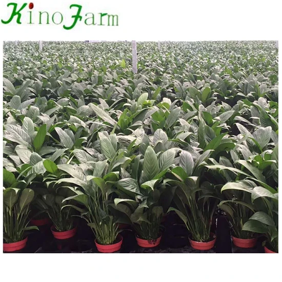 White Color Flower Spathiphyllum