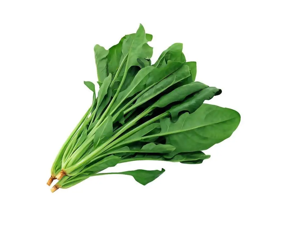 Autumn and spring cultivation spinach hybrid seeds
