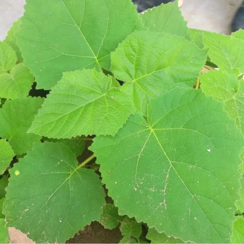 chinese high quality fast growing timber paulownia tomentosa plant for growing