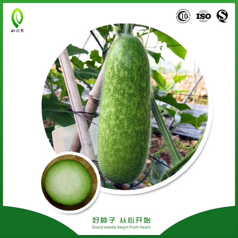 Семена восковой тыквы Hybrid F1 Bi dao