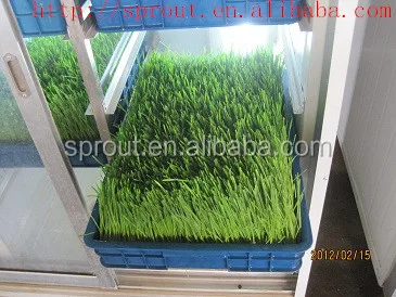 Hydroponic Fodder machine/seedling machine/wheat sprout machine