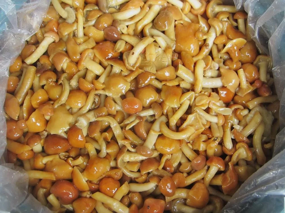 Low price canned mushroom nameko from China