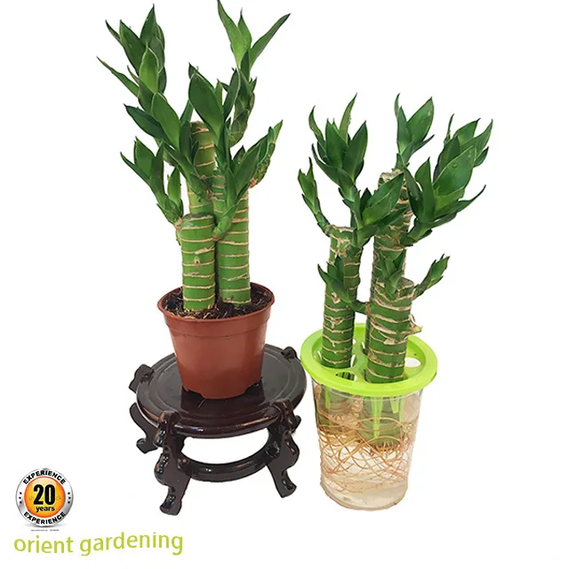 
Professional dracaena sanderiana Lotus Lucky Bamboo 