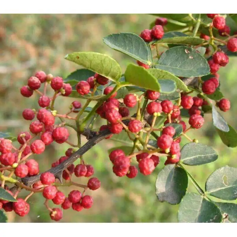 
New products China origin natural food spice Sichuan pepper for sale 