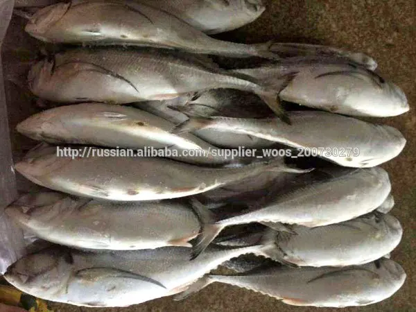 замороженные horese скумбрия рыбы для продажи