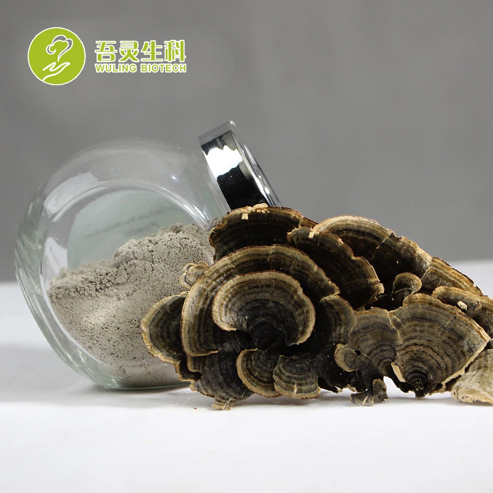 High Quality Recipe Turkey Tail Fungus Turkey Tail Mushroom Extract