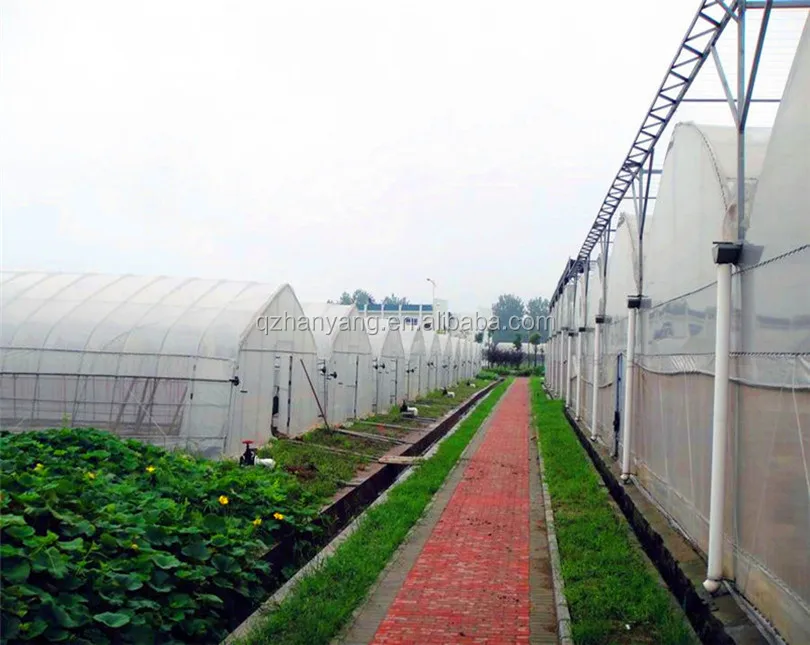 NFT hydroponics fodder system for tomato plant